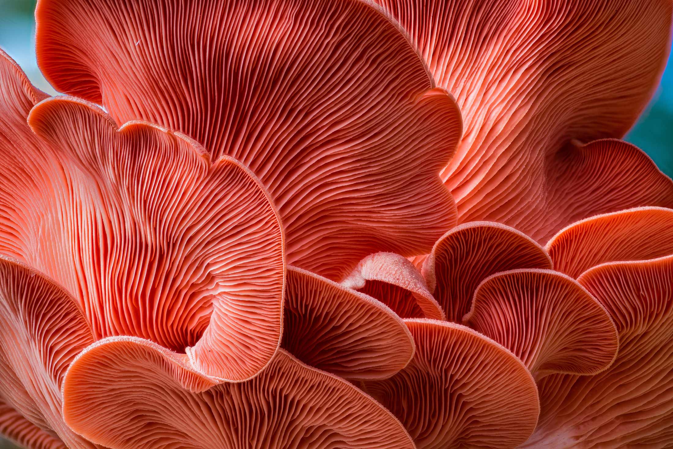 Organic Mushrooms 2