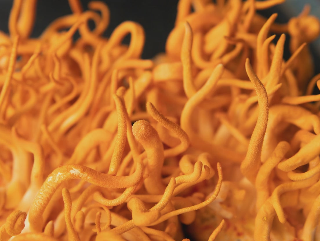 Load video: Brain Forza Mighty 7 mushroom blend for daily immune support, stress balance, and whole-body wellness.*
