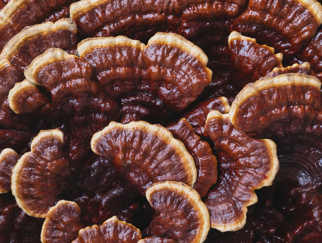 Load video: Brain Forza Mighty 7 mushroom blend for daily immune support, stress balance, and whole-body wellness.*