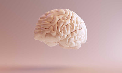 The Human Brain: A Quick Overview