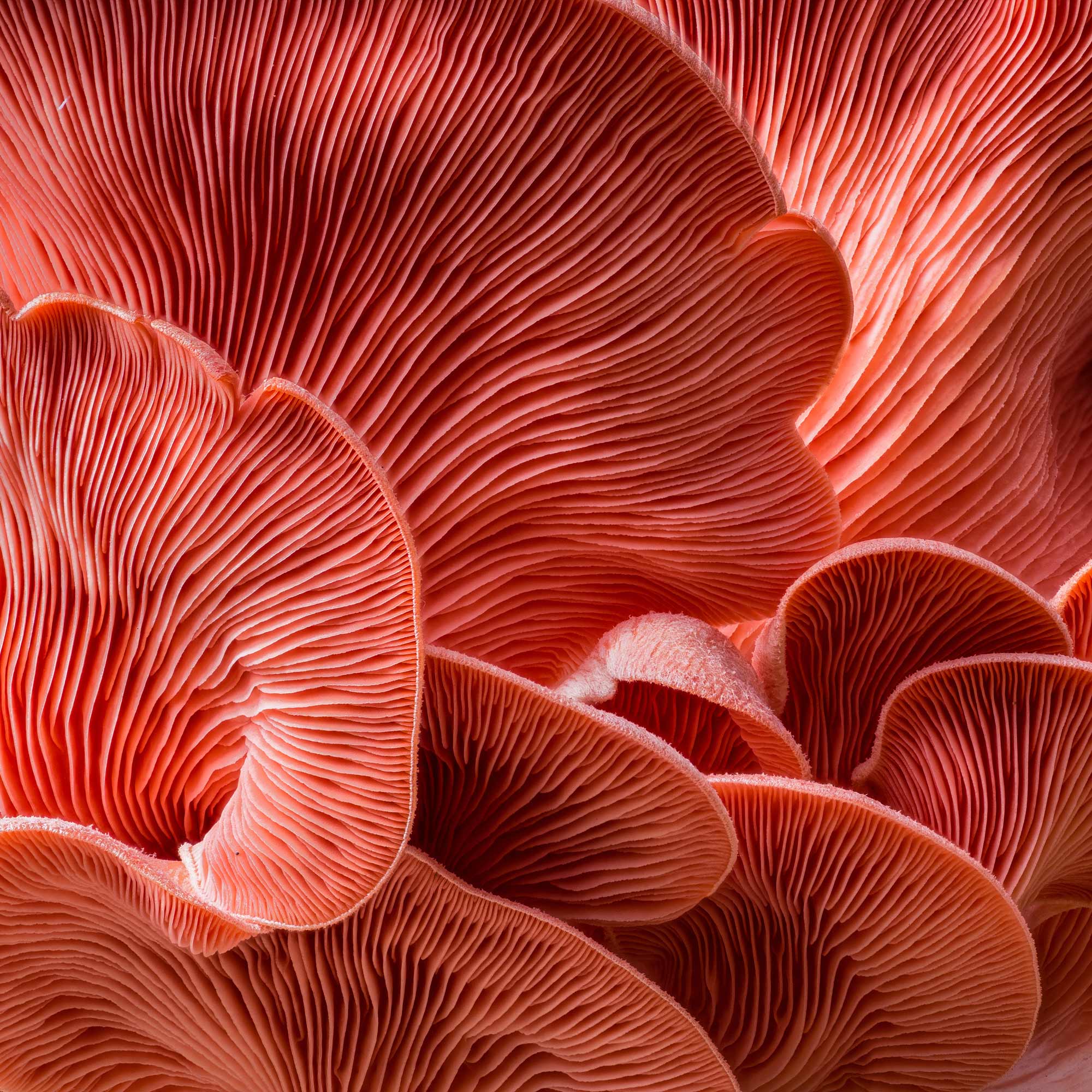 Organic Mushrooms