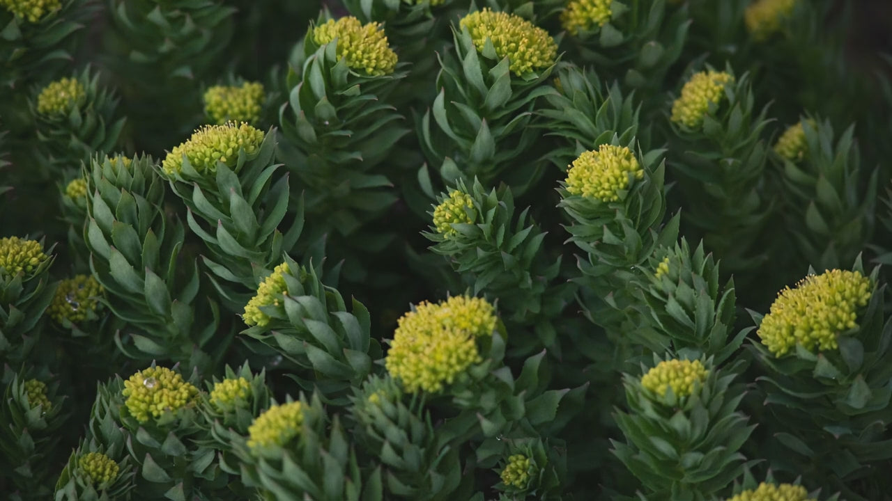 Load video: Brain Forza Brain Lift adaptogen supplement rhodiola ksm-66 ashwagnadha Green Tea Teacrine