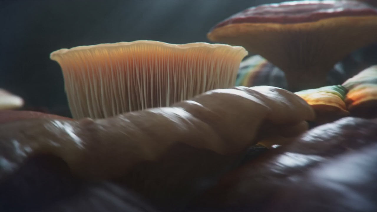 Load video: Brain Forza Mighty 7 mushroom blend for daily immune support, stress balance, and whole-body wellness.*